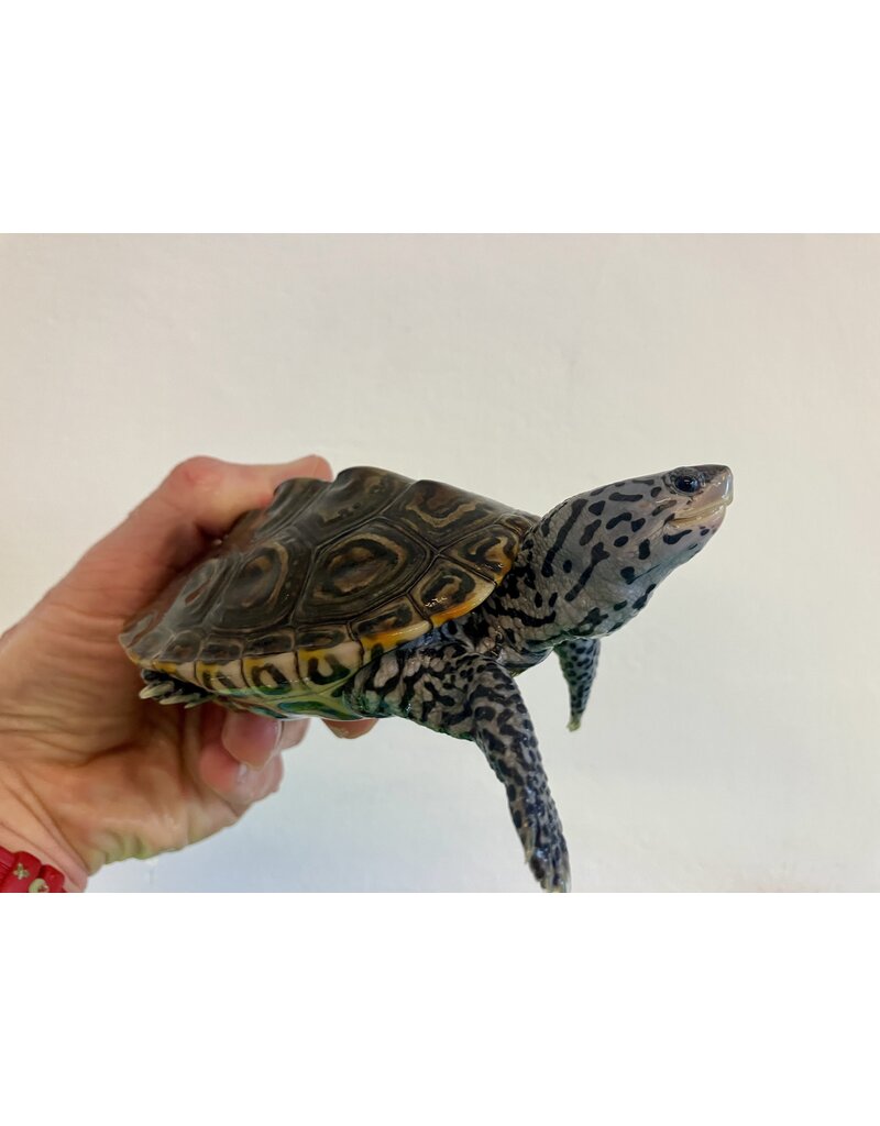 Diamantschildkröte - Malaclemys terrapin centrata "concentric" Originalfoto NZ24 Weibchen