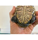 Diamantschildkröte - Malaclemys terrapin centrata "concentric" Originalfoto NZ24 Weibchen