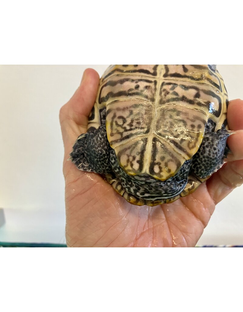 Diamantschildkröte - Malaclemys terrapin centrata "concentric" Originalfoto NZ24 Weibchen