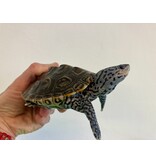 Diamantschildkröte - Malaclemys terrapin centrata "concentric" Originalfoto NZ23 Männchen