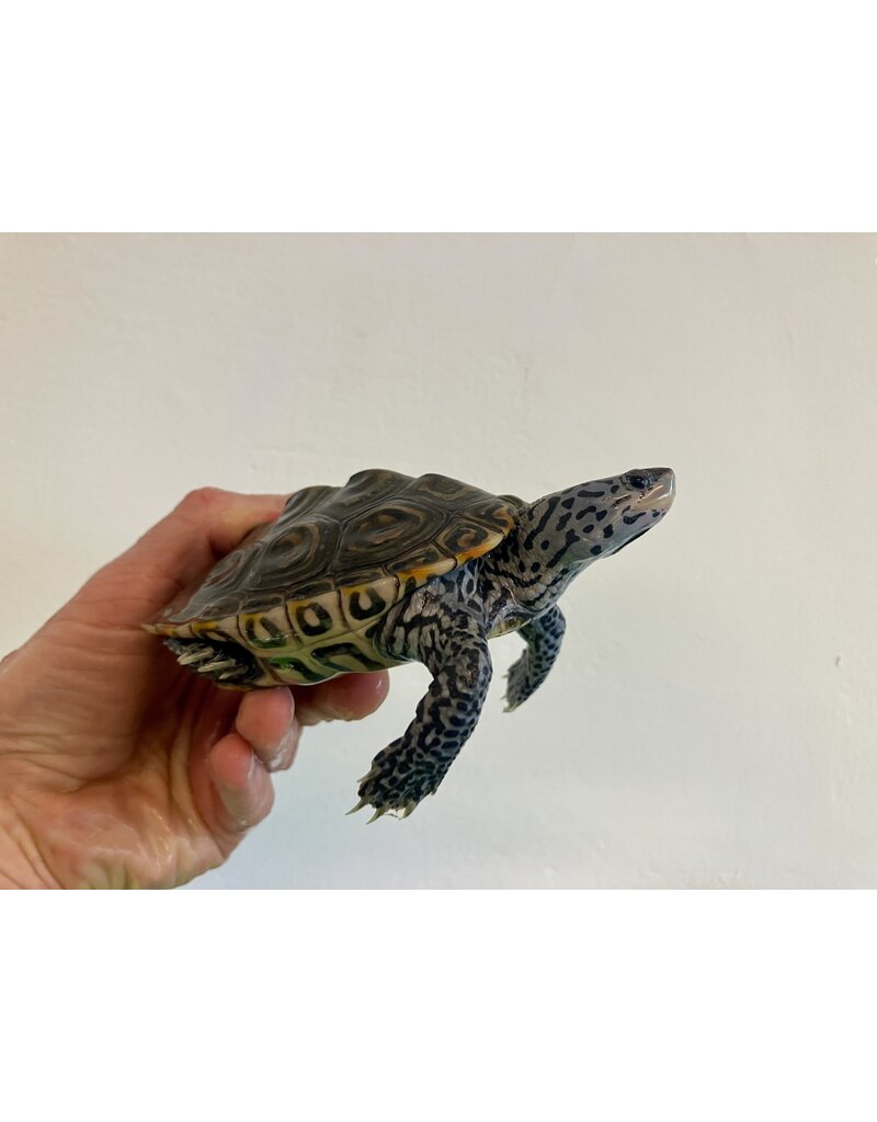 Diamantschildkröte - Malaclemys terrapin centrata "concentric" Originalfoto NZ23 Männchen