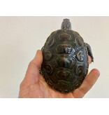 Diamantschildkröte - Malaclemys terrapin centrata "concentric" Originalfoto NZ23 Männchen