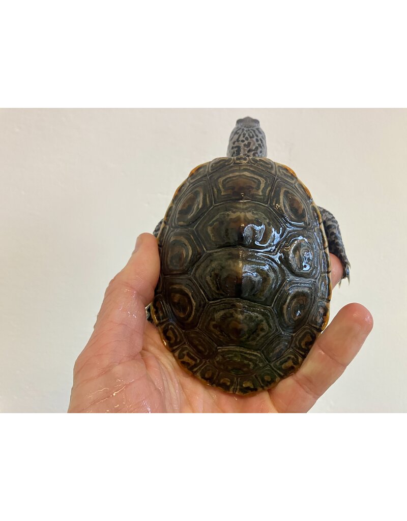 Diamantschildkröte - Malaclemys terrapin centrata "concentric" Originalfoto NZ23 Männchen