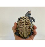 Diamantschildkröte - Malaclemys terrapin centrata "concentric" Originalfoto NZ23 Männchen