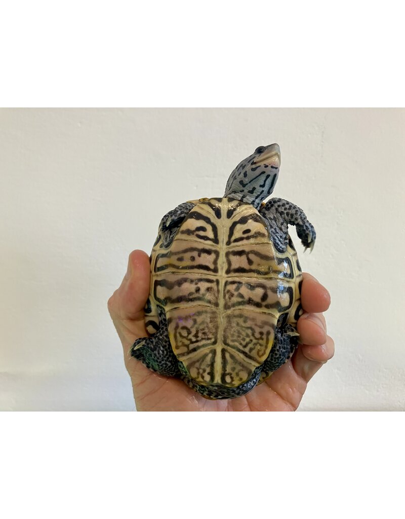 Diamantschildkröte - Malaclemys terrapin centrata "concentric" Originalfoto NZ23 Männchen