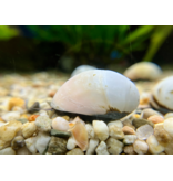 Helmschnecke - Neritina spec. "Gold/Weiss"