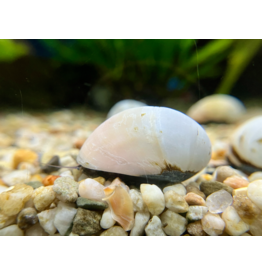 Helmschnecke - Neritina spec. "Gold/Weiss" XXL