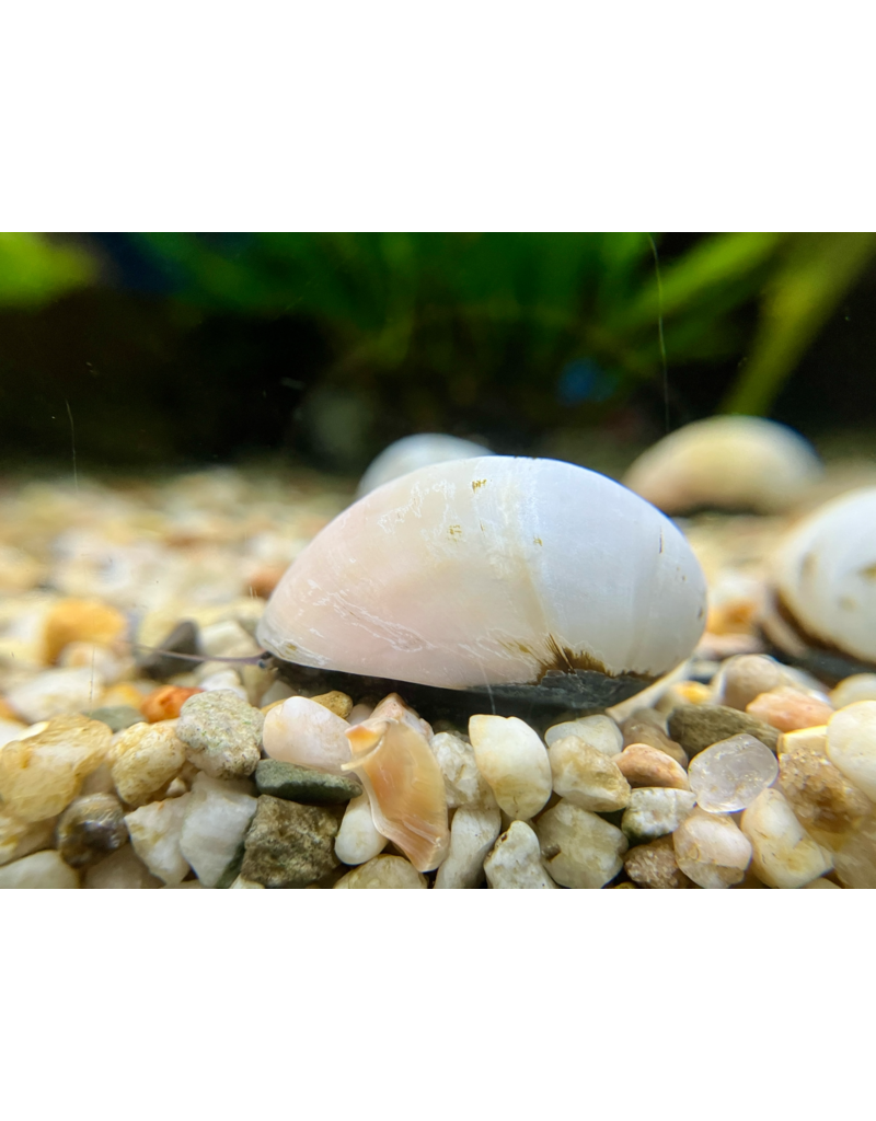 Helmschnecke - Neritina spec. "Gold/Weiss"