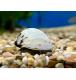 Helmschnecke - Neritina spec. "Gold/Weiss"