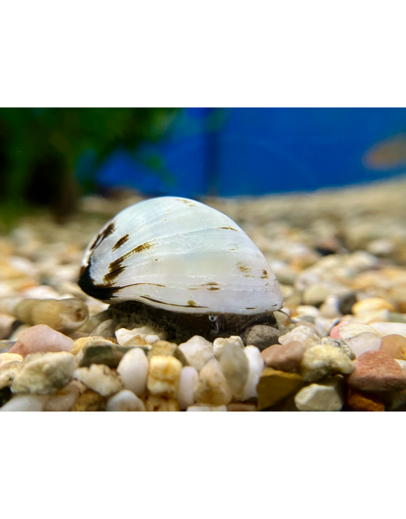 Helmschnecke - Neritina spec. "Gold/Weiss"