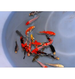 Koi - Cyprinus carpio "Extra Color" Europa 10-12cm