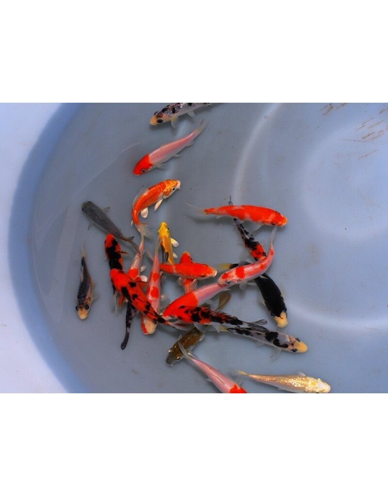 Koi - Cyprinus carpio "Extra Color" Europa 10-12cm