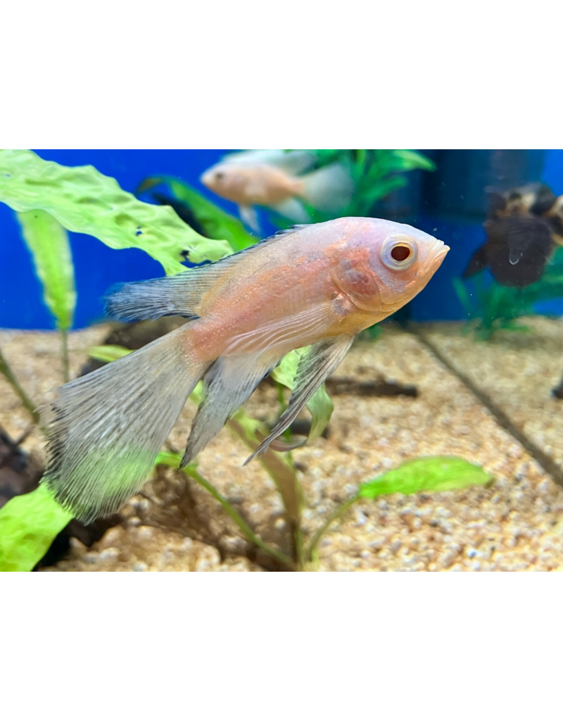 Pfauenaugen Buntbarsch - Astronotus cellatus "Albino schleier"