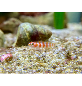 Zuckerstangen Grundel - Trimma cana