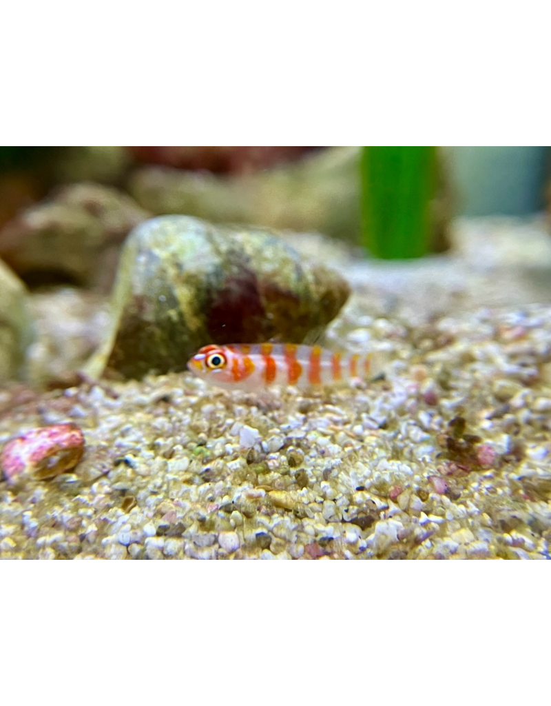 Zuckerstangen Grundel - Trimma cana