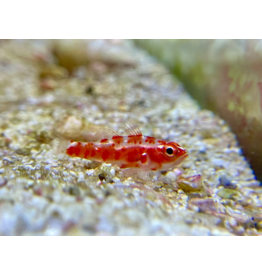 Rotgefleckte Zwerggrundel - Trimma rubromaculatus