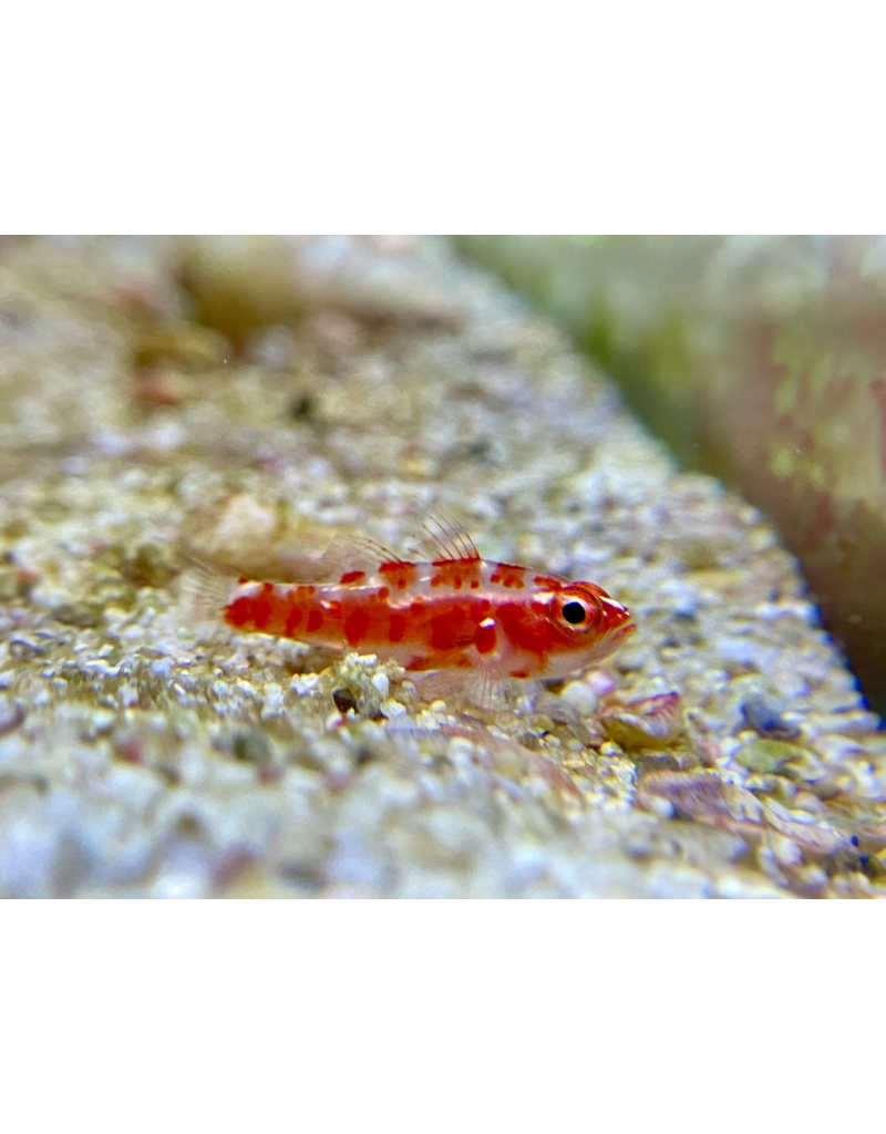 Rotgefleckte Zwerggrundel - Trimma rubromaculatus