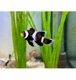 Falscher Clownfisch - Amphiprion ocellaris (Darwin) "Black Schleier"