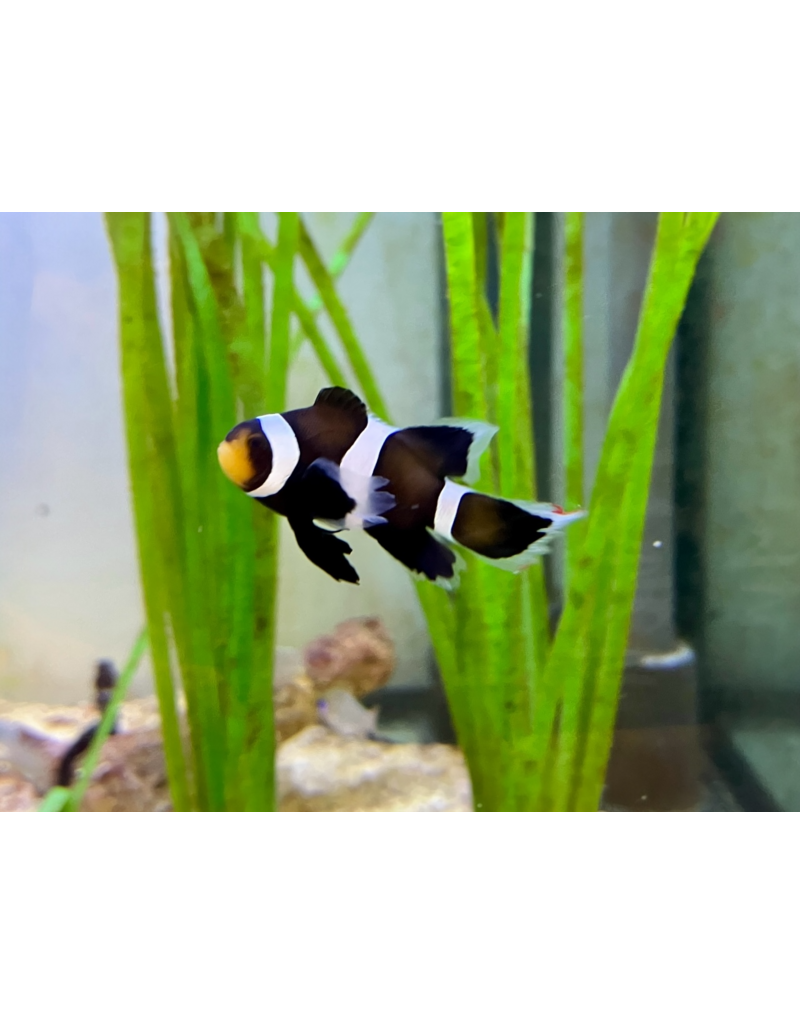 Falscher Clownfisch - Amphiprion ocellaris (Darwin) "Black Schleier"