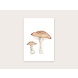 Appeloogje Paddenstoelen Appeloogje Paddenstoelen