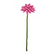 Sjaal met Verhaal Gerbera Fuchsia Sjaal met Verhaal Gerbera Fuchsia