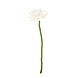 Sjaal met Verhaal Gerbera Wit Sjaal met Verhaal Gerbera Wit