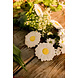 Oli & Carol Bijtspeeltje Madeliefje (Margarita the Daisy) Oli & Carol Bijtspeeltje Madeliefje (Margarita the Daisy)