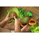Oli & Carol Bijtspeeltje Avocado (Arnold the Avocado) Oli & Carol Bijtspeeltje Avocado (Arnold the Avocado)