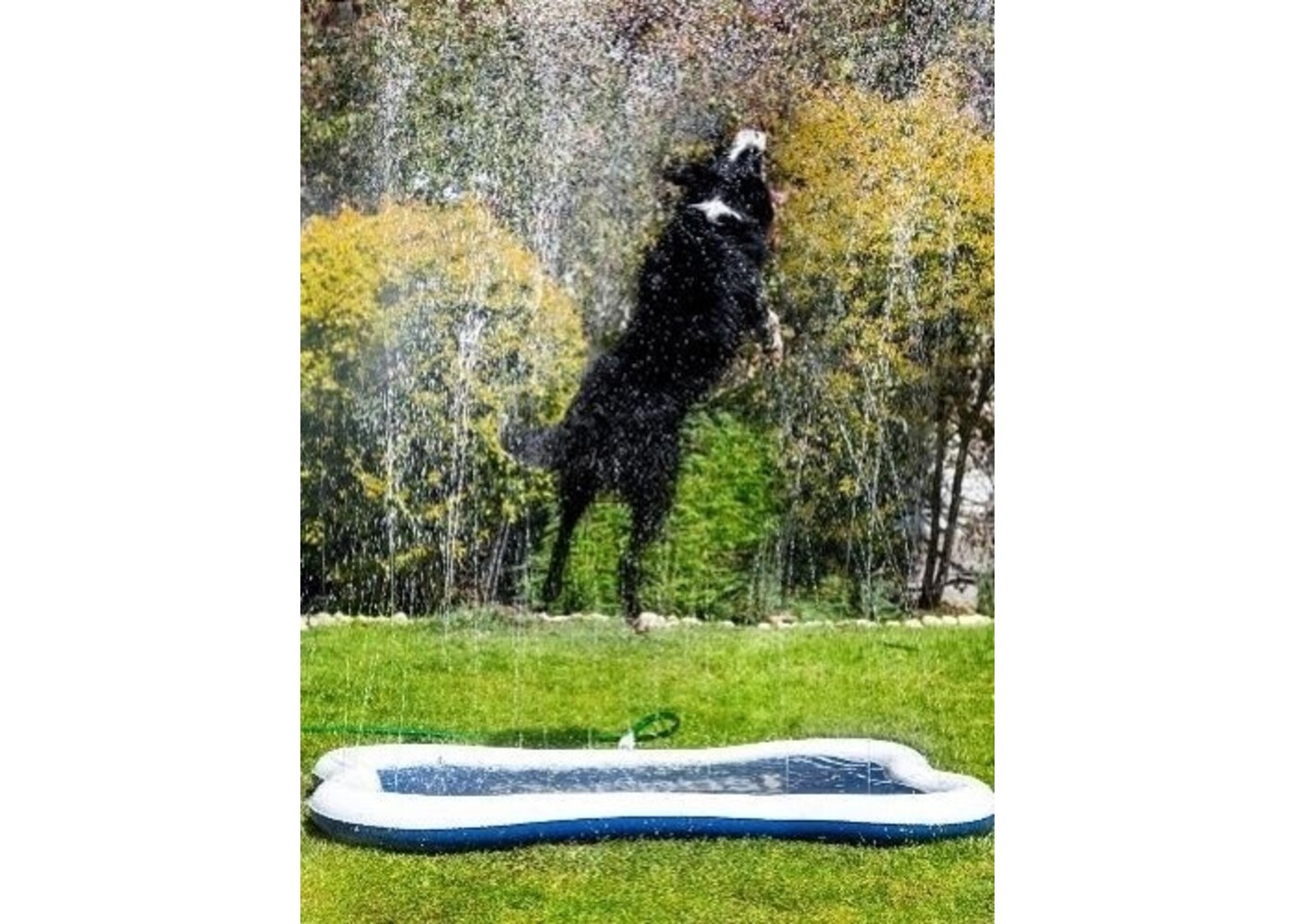 Quapas Dog Splash