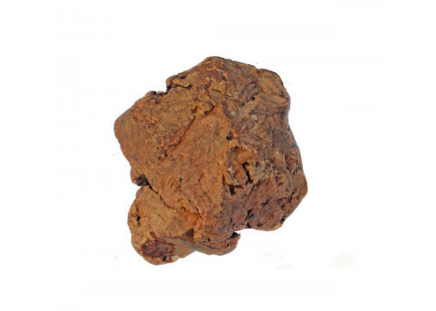 My Pet World Radice di olivo da masticare 300-500gr
