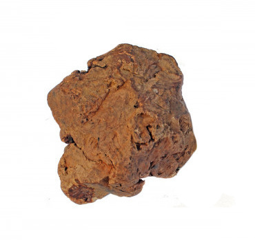 My Pet World Radice di olivo da masticare 300-500gr