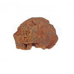 My Pet World Radice di olivo da masticare 500-750gr