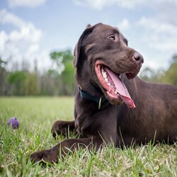 Cane