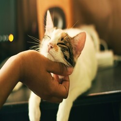Gatto