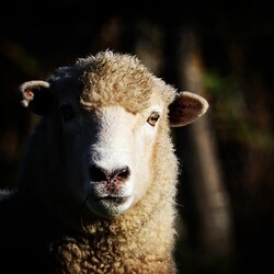 Animali da fattoria