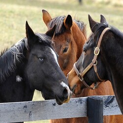 Cavallo