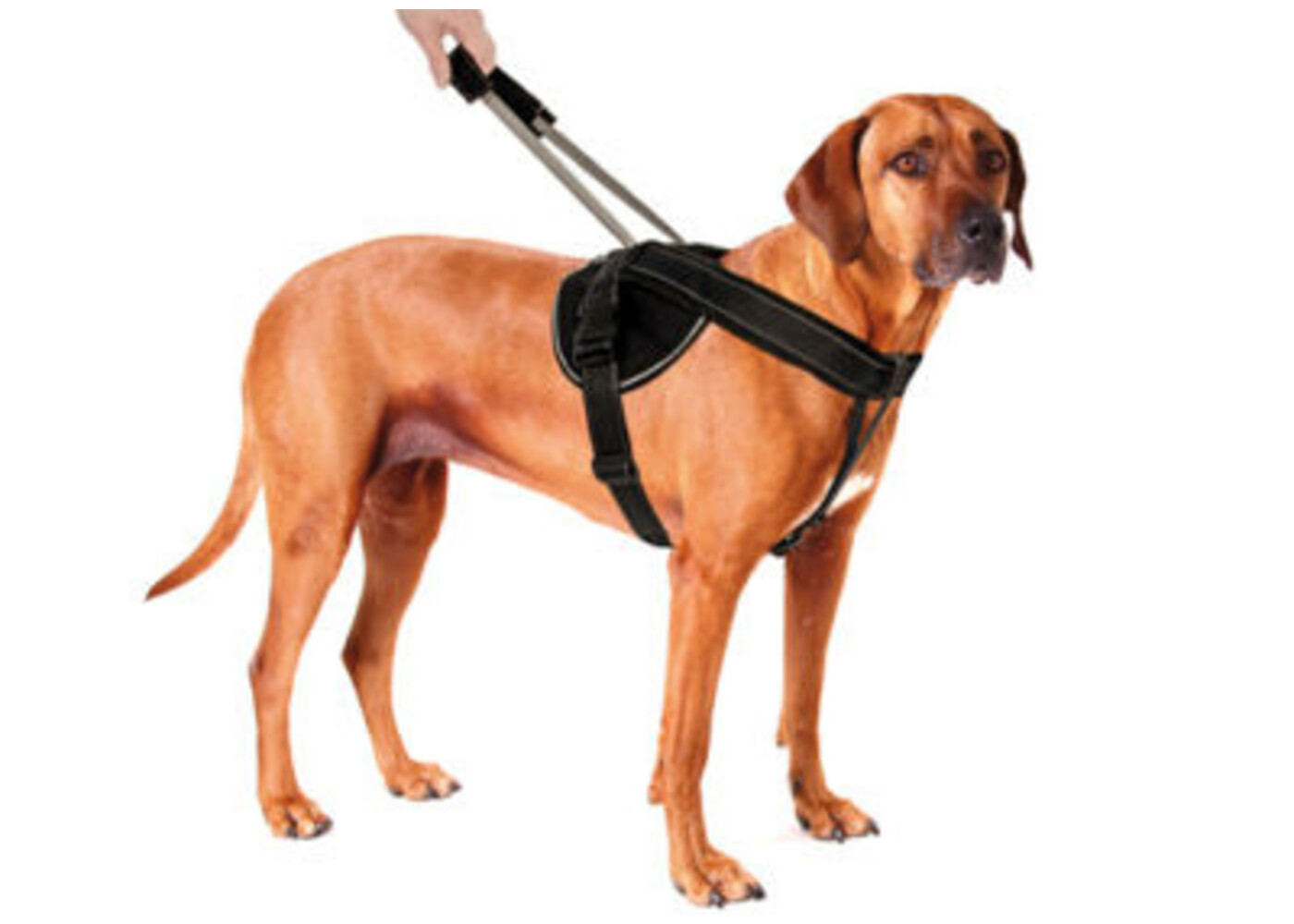 Patento Pet IMBAY IMBAY INTERIVARE LONGE LONGE ROOD (IMBAY IMBAY INTERIVA IL GUARDA LUNGO XXL)