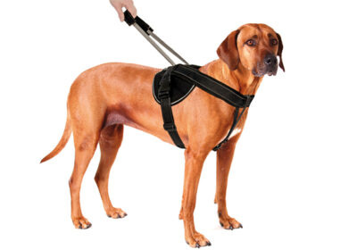 Patento Pet IMBAY IMBAY INTERIVARE LONGE LONGE ROOD (IMBAY IMBAY INTERIVA IL GUARDA LUNGO XXL)