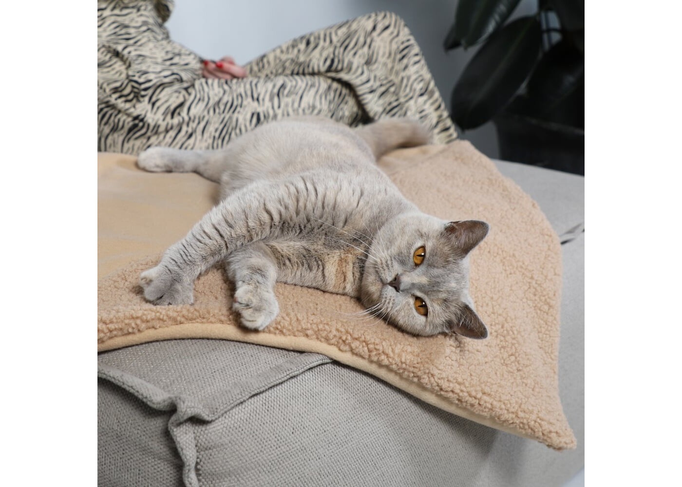 Hoopo Tri Cat Blanket (Tri Brown)