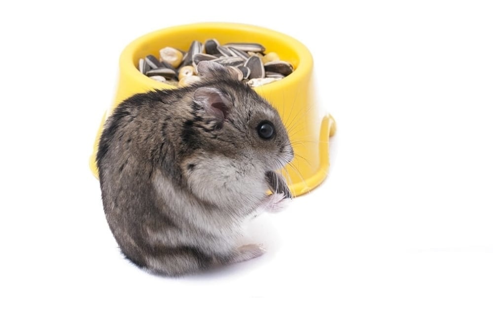 Wat je allemaal nodig hebt voor een hamster koopt Webwinkel voor vijver, aquarium | Beest.nl