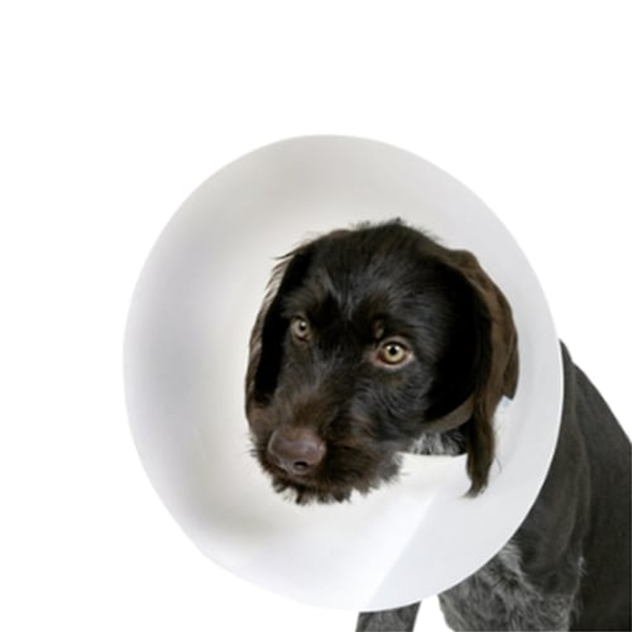 Beschermkraag KS 28-33cm 12,5 cm breed