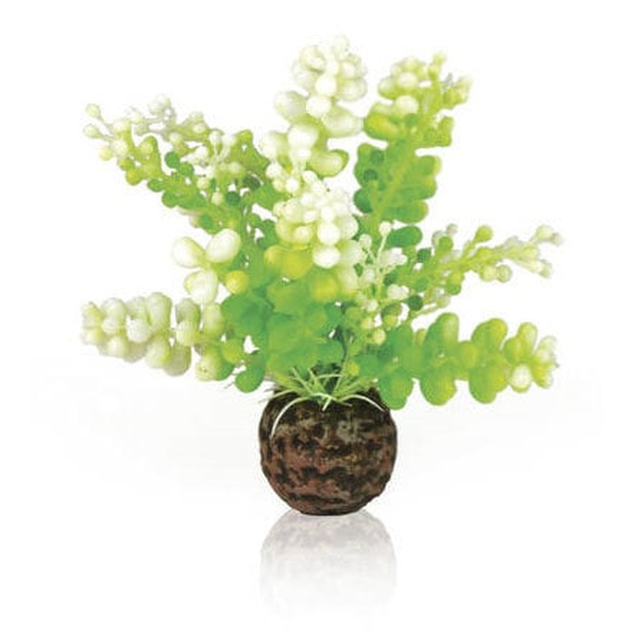 biOrb Aquarium Caulerpa groen - Oase Aquarium decoratie