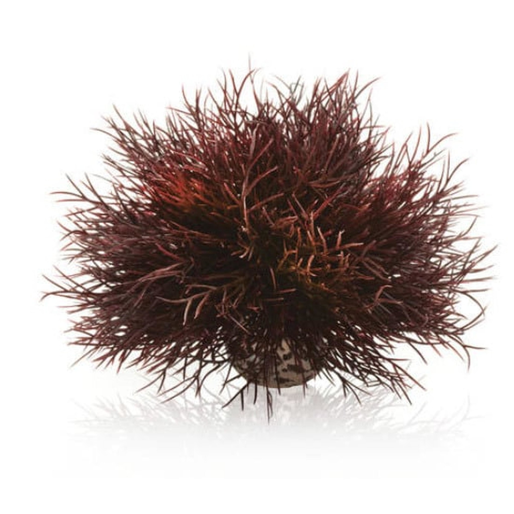 biOrb aquarium zeelelie donkerrood - Oase Aquarium decoratie