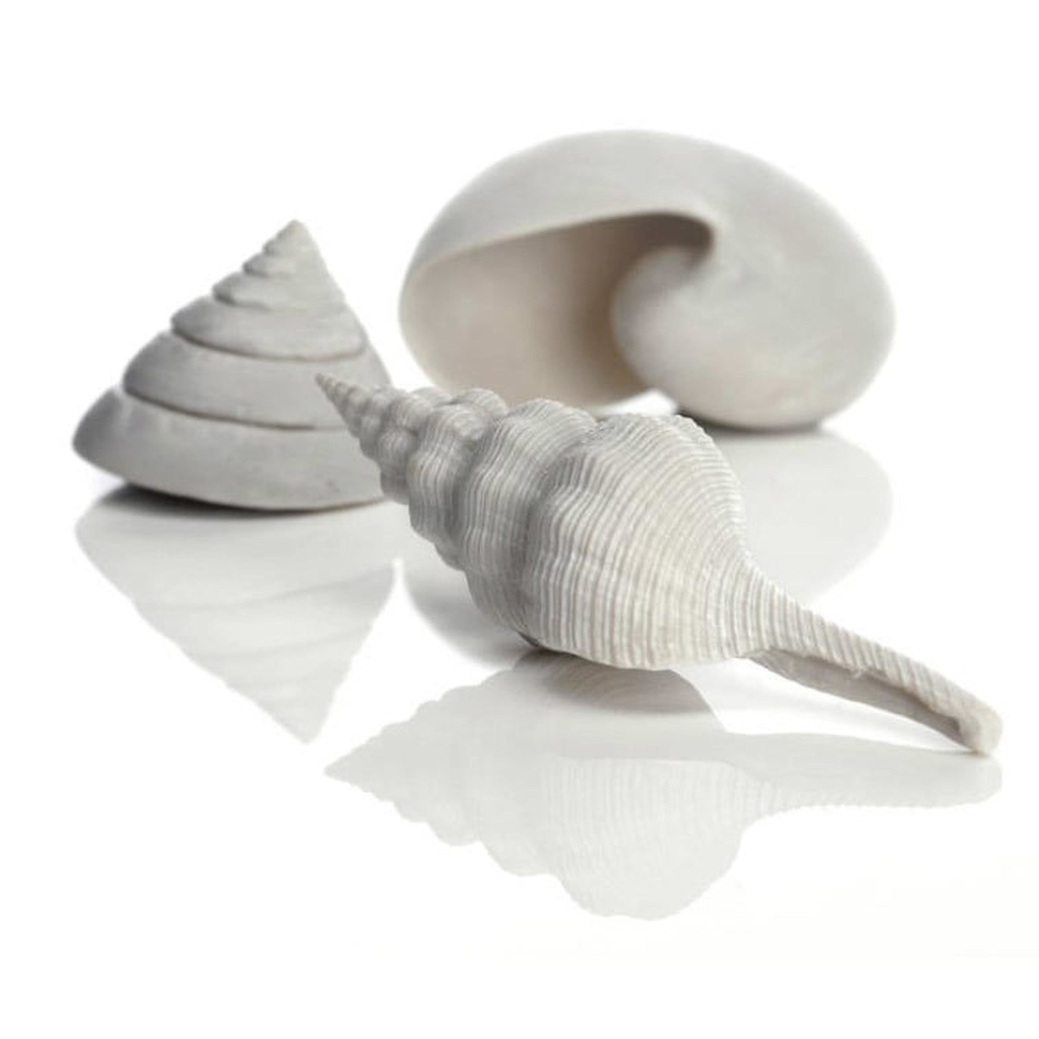 biOrb set van 3 zeeschelpen wit - Oase Aquarium decoratie