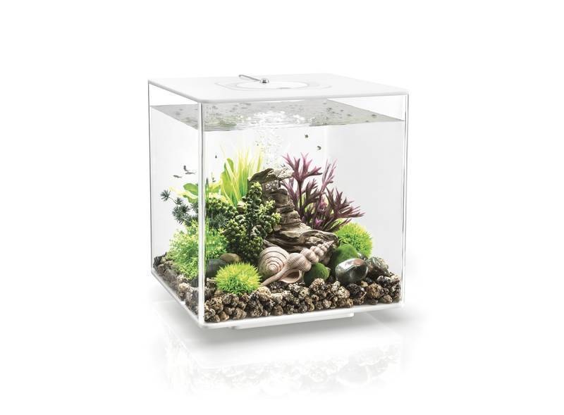 biOrb Cube 30 Wit- Oase Aquarium