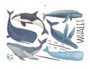 Muursticker walvis - bultrug - orka - potvis