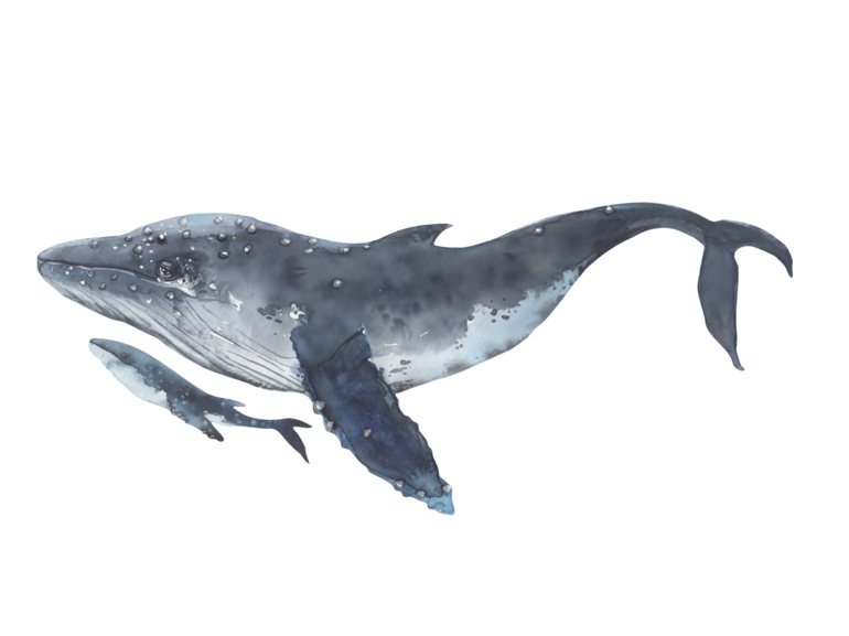 Muursticker walvis Bultrug muurdecoratie onderwater wereld