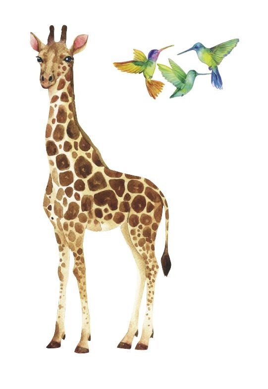Giraffe 3 vogels
