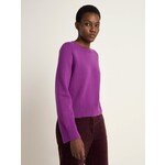 Lanius Trui cropped