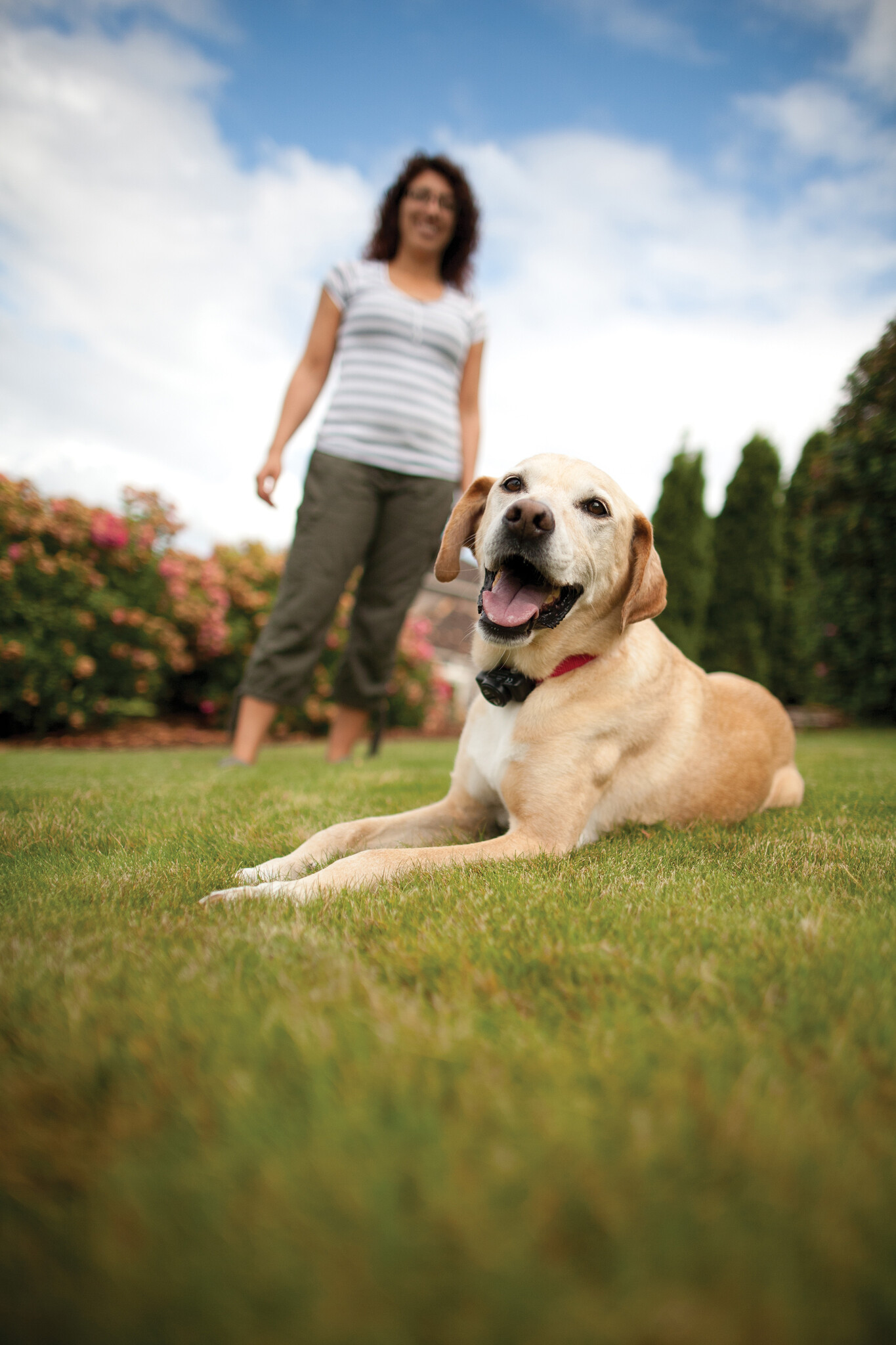 PetSafe Omheiningsysteem met draad (voor middelgrote honden), foto 3 van 4